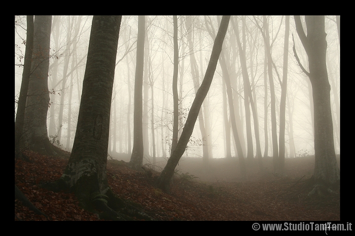 Faggeta e nebbia.jpg